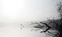 Nebel über dem Bordesholmer See