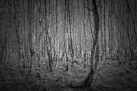 Birkenwald im Dosenmoor